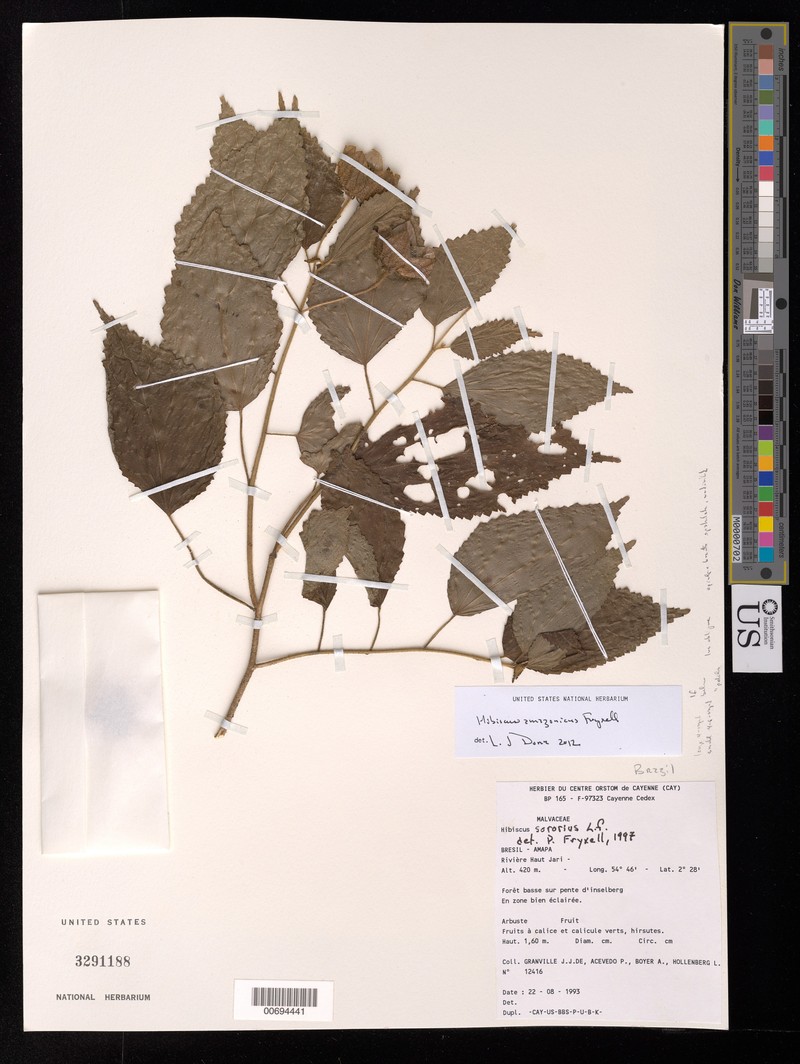 Hibiscus amazonicus