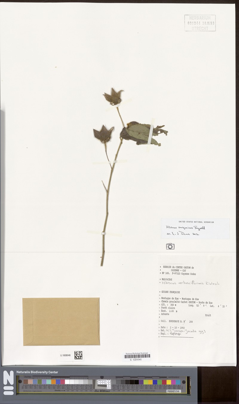 Hibiscus amazonicus photo 3
