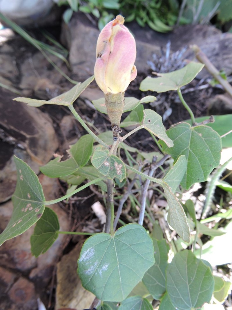 Hibiscus ambovombensis