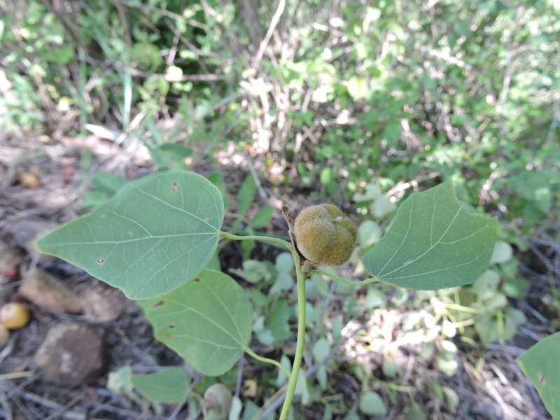 Hibiscus ambovombensis photo 2