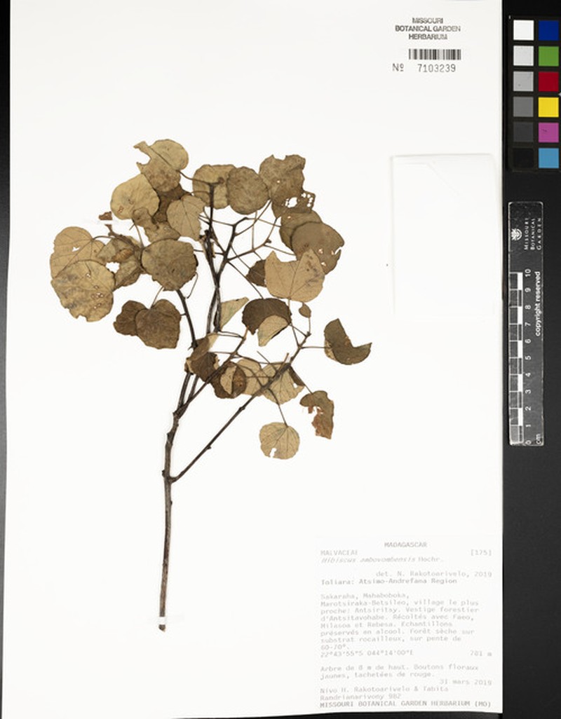 Hibiscus ambovombensis photo 4