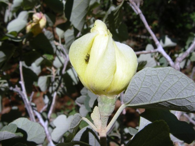 Hibiscus ambovombensis photo 5
