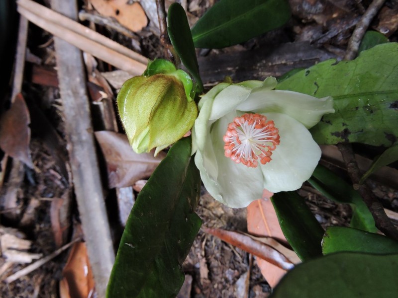 Hibiscus analalavensis