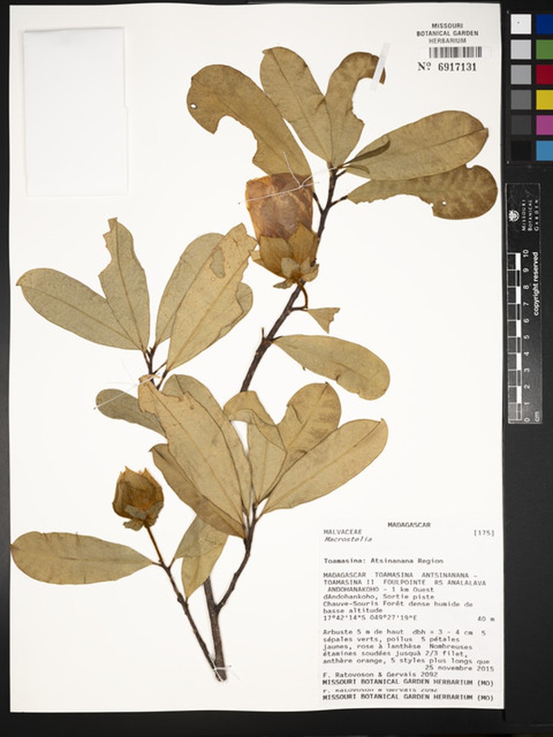 Hibiscus analalavensis photo 2