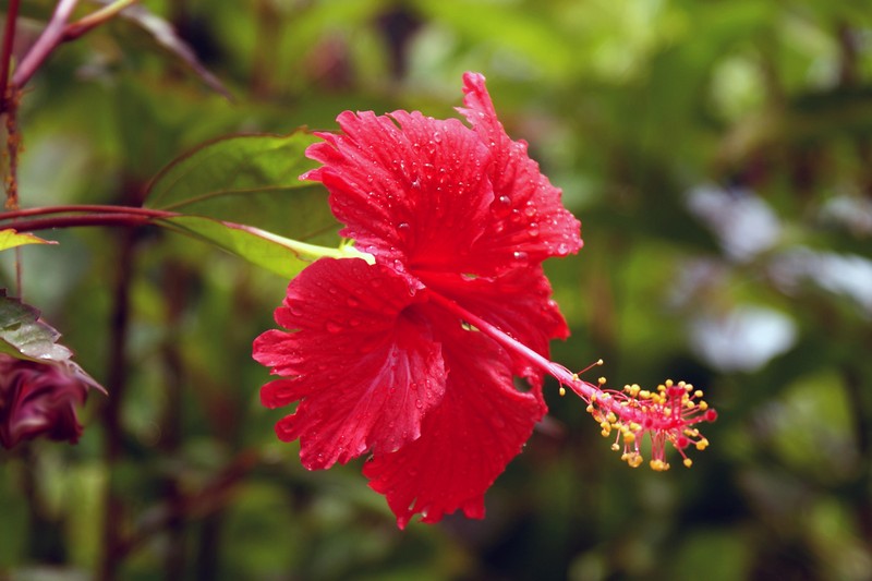 Hibiscus andersonii