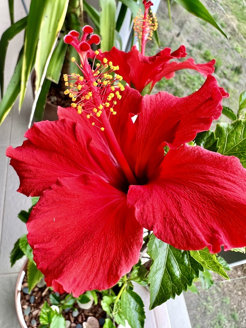 Hibiscus andersonii photo 2
