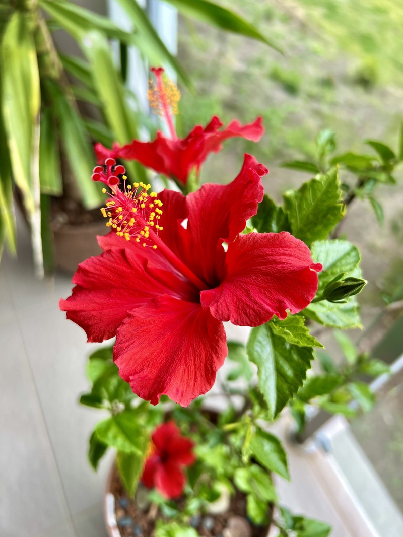 Hibiscus andersonii photo 3