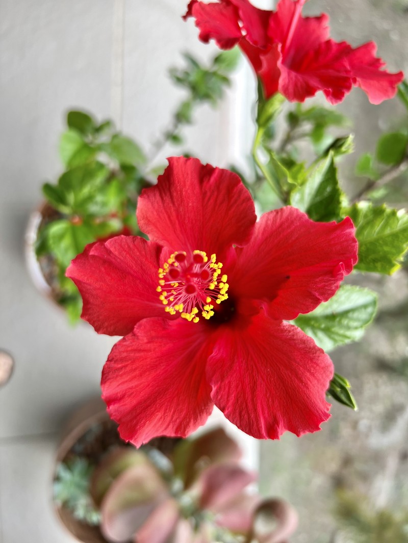 Hibiscus andersonii photo 4