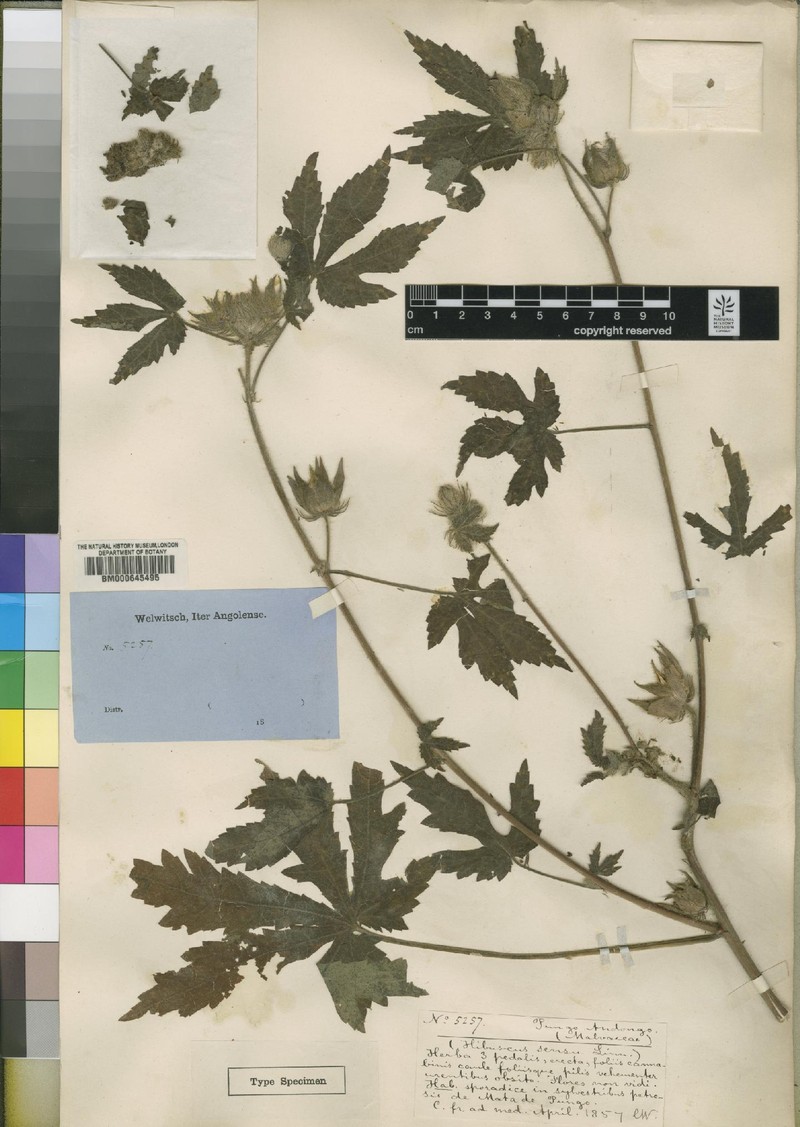 Hibiscus andongensis