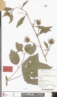 Hibiscus aneuthe