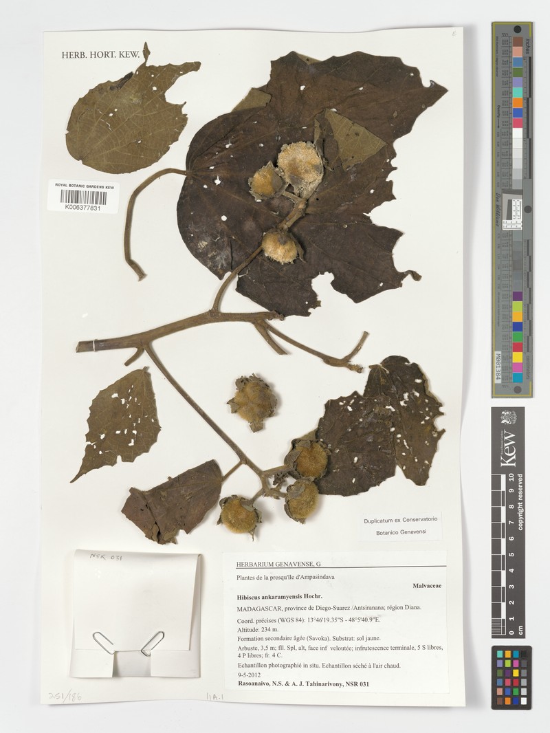 Hibiscus ankaramyensis