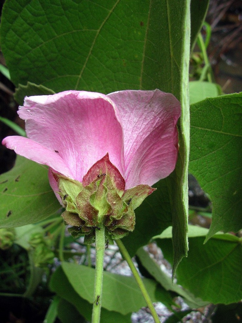 Hibiscus ankaramyensis photo 2