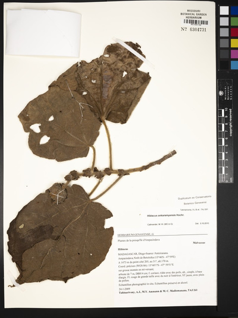 Hibiscus ankaramyensis photo 3