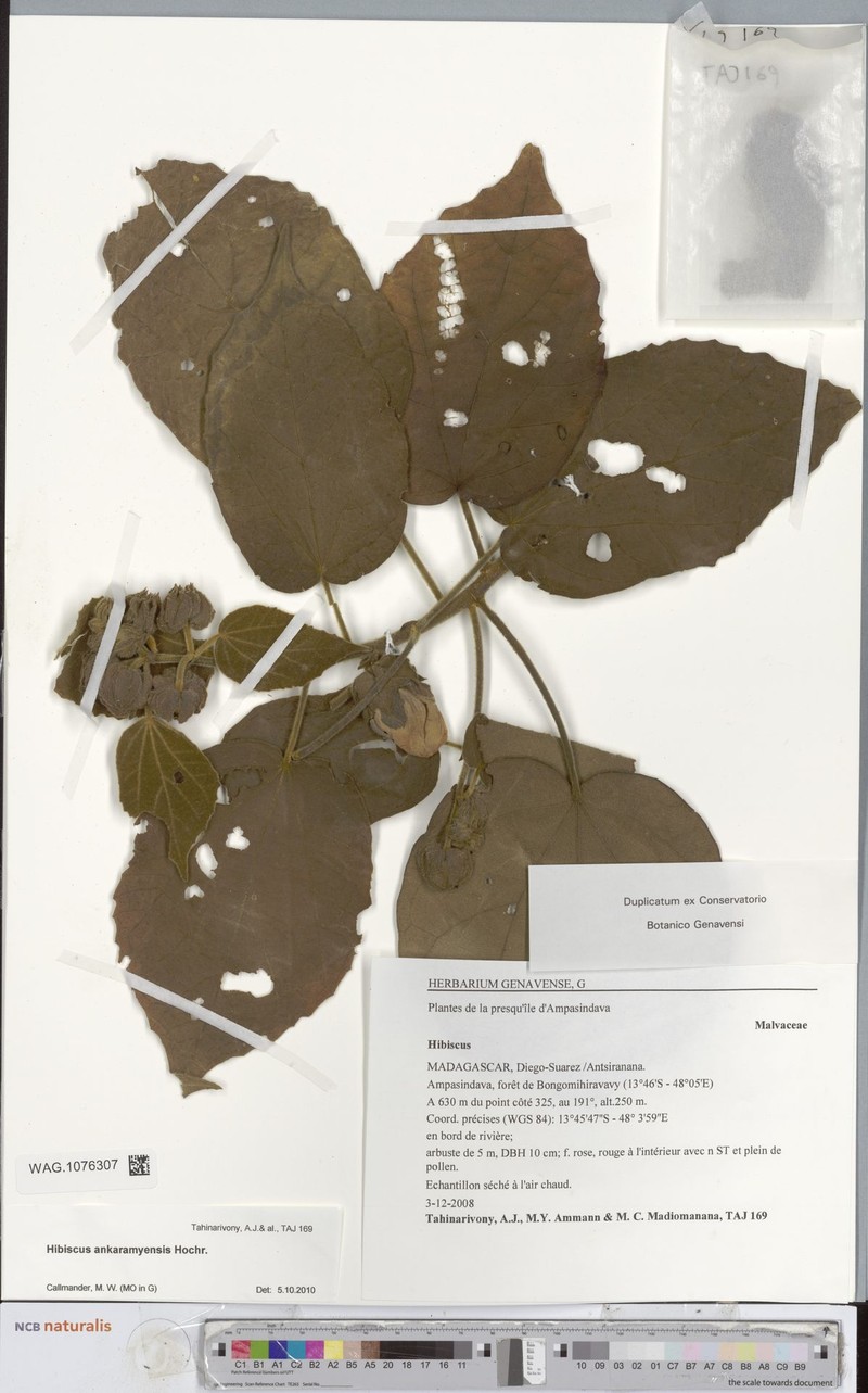 Hibiscus ankaramyensis photo 4