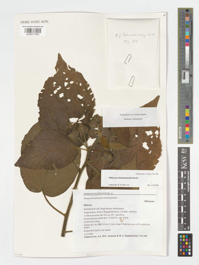 Hibiscus ankaramyensis photo 5