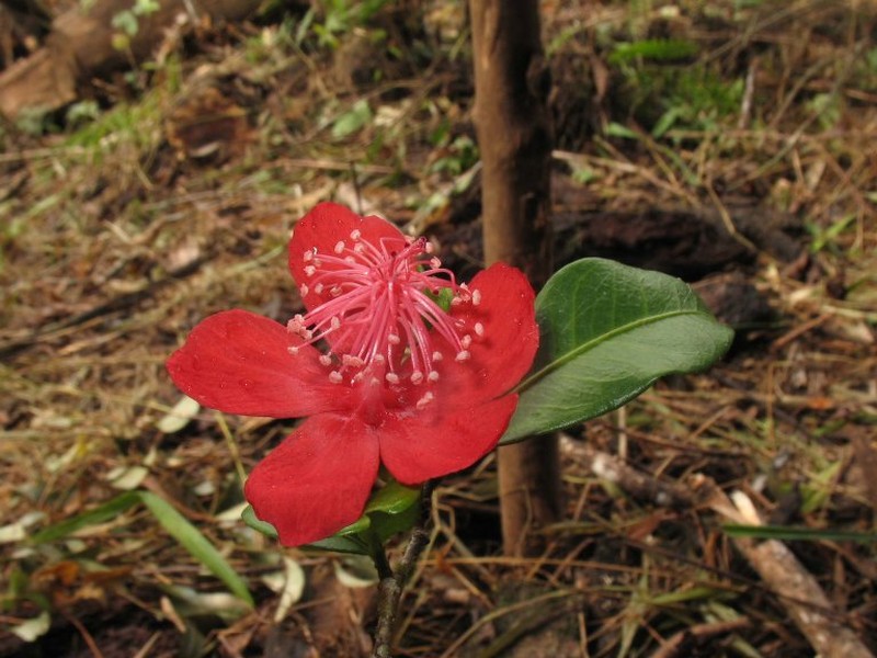 Hibiscus ankeranensis