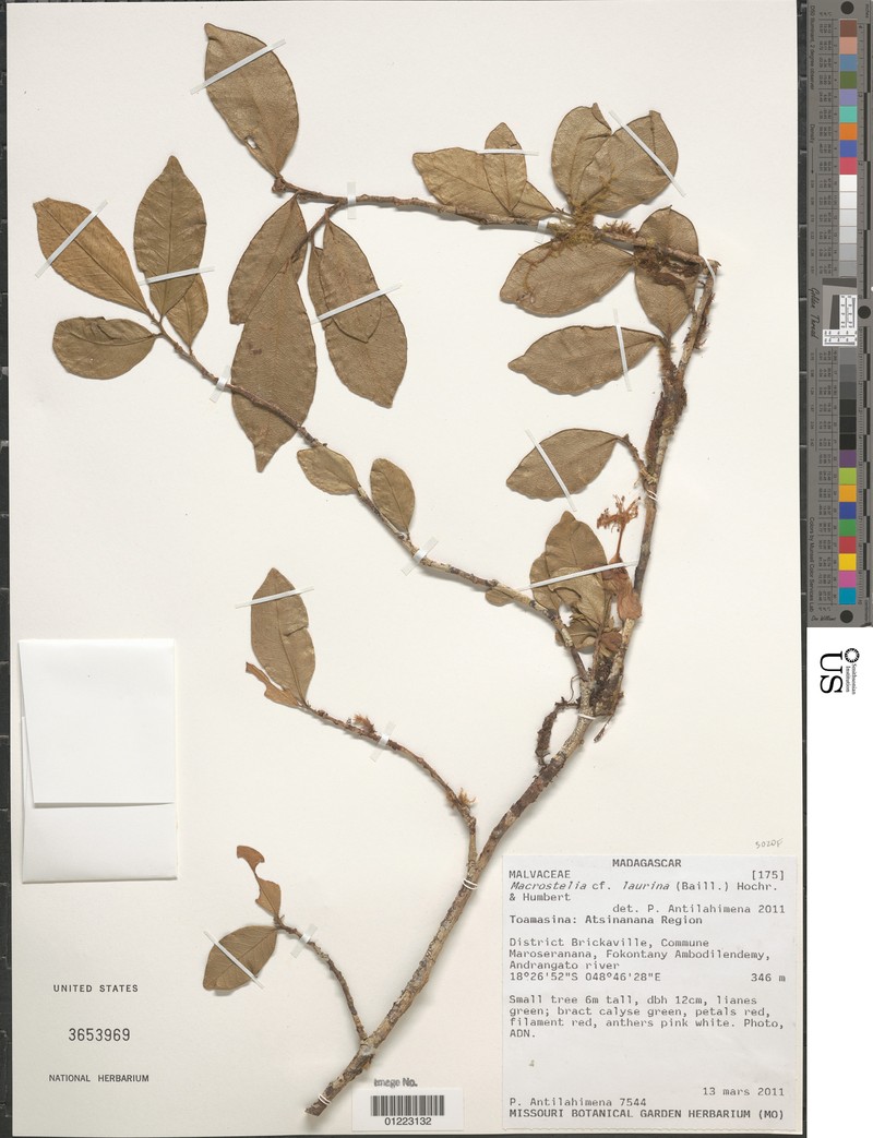 Hibiscus ankeranensis photo 2