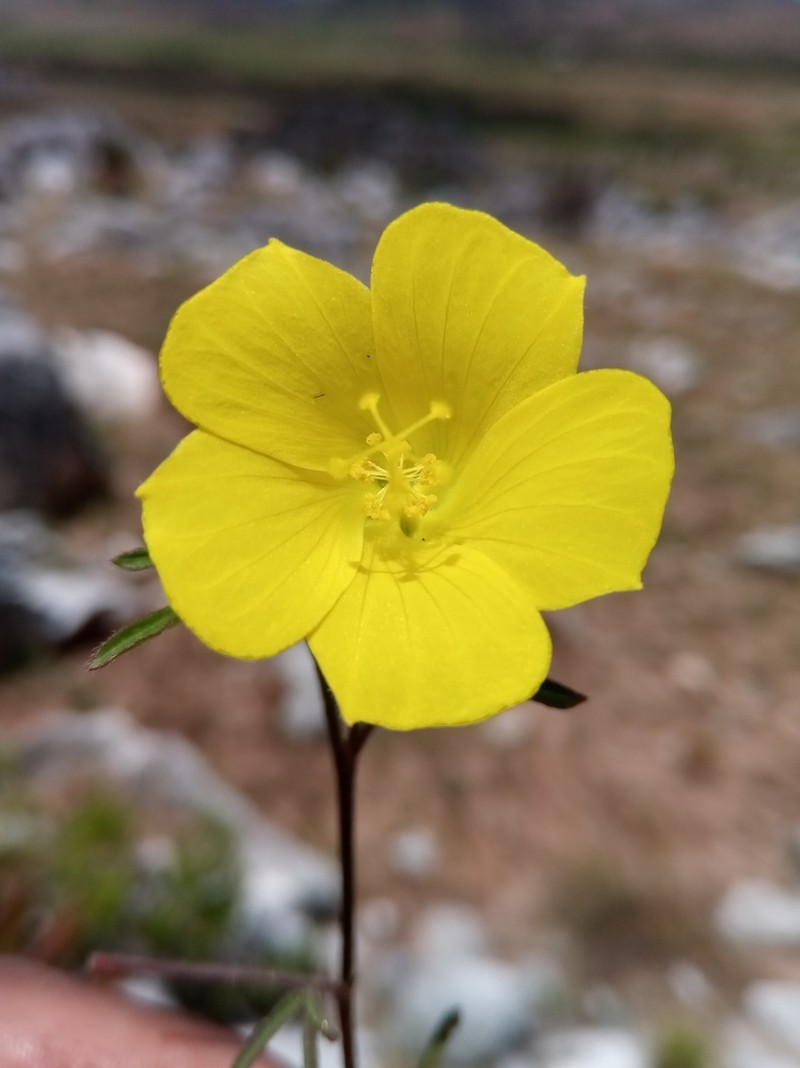 Hibiscus antanossarum photo 3