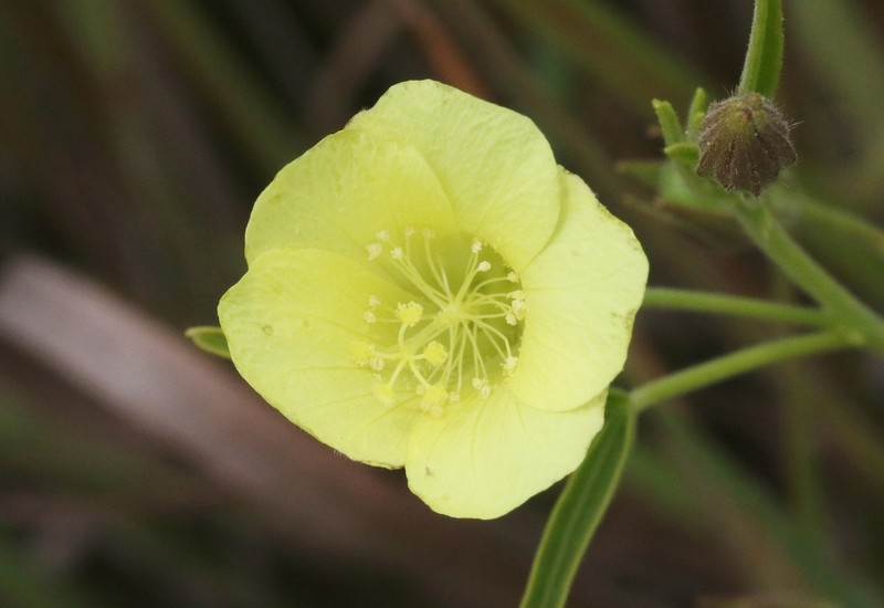 Hibiscus antanossarum photo 6