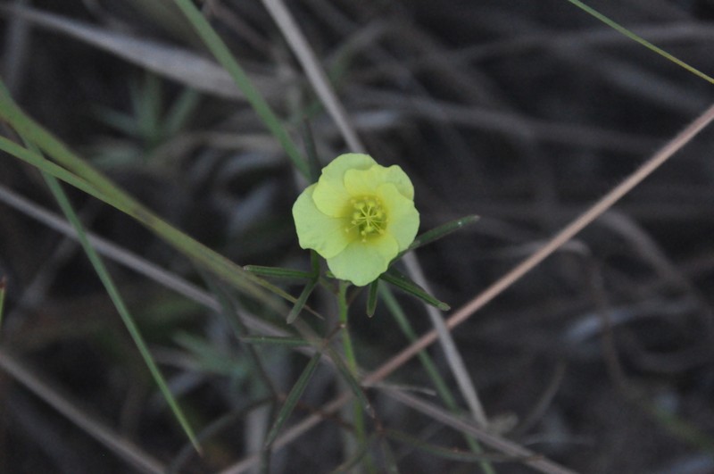 Hibiscus antanossarum photo 7