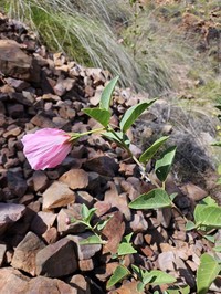 Hibiscus aphelus