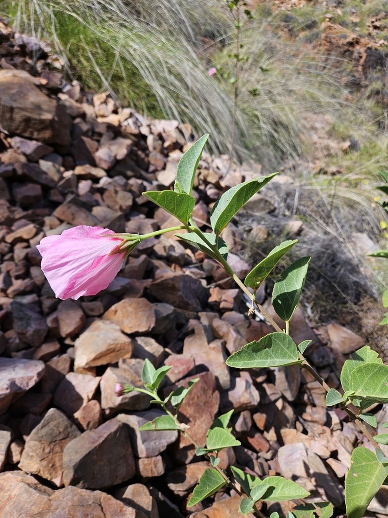 Hibiscus aphelus