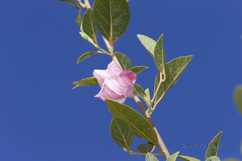 Hibiscus aphelus photo 2