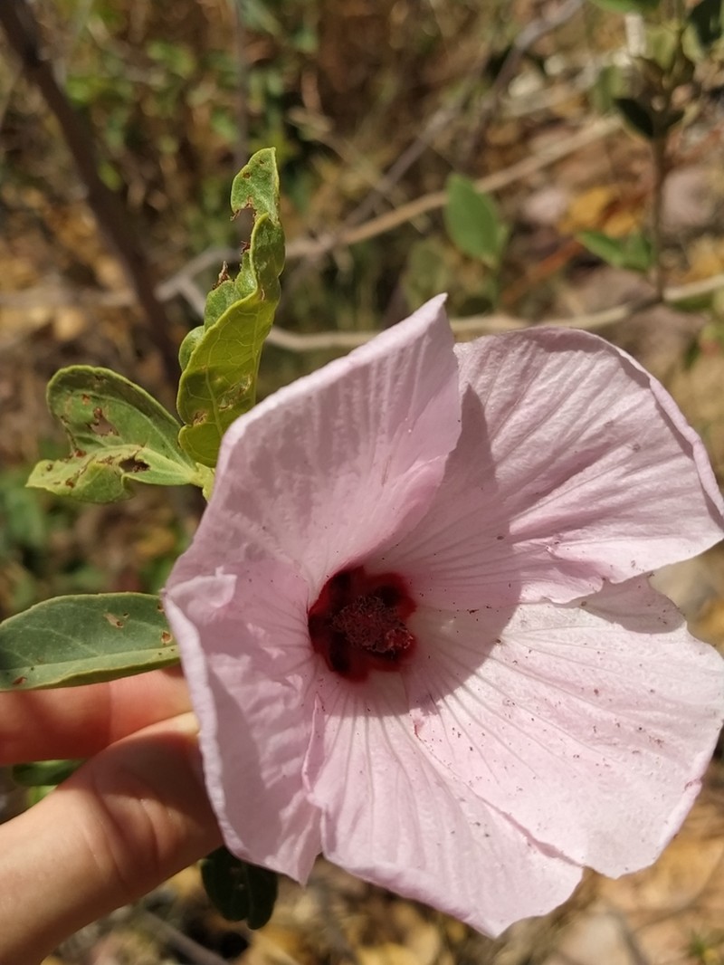 Hibiscus aphelus photo 4