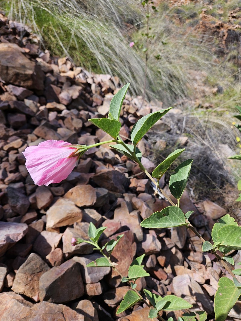 Hibiscus aphelus photo 5