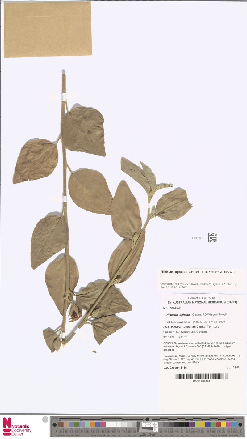 Hibiscus aphelus photo 8