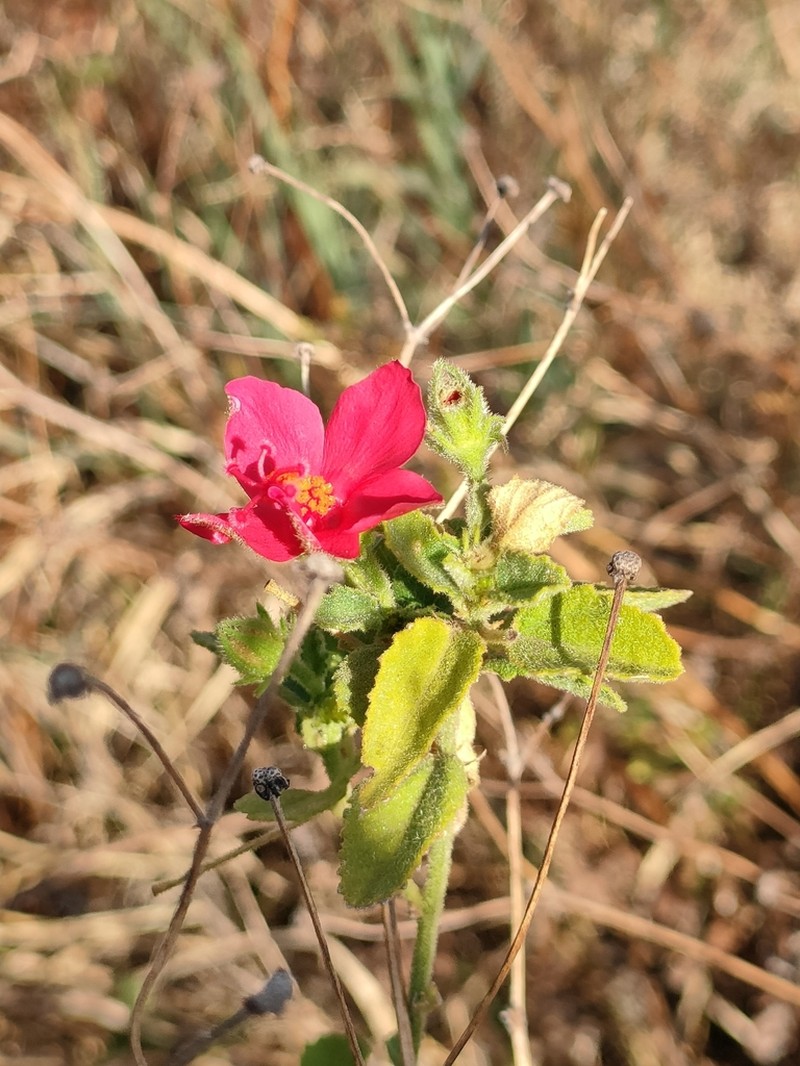 Hibiscus aponeurus photo 2
