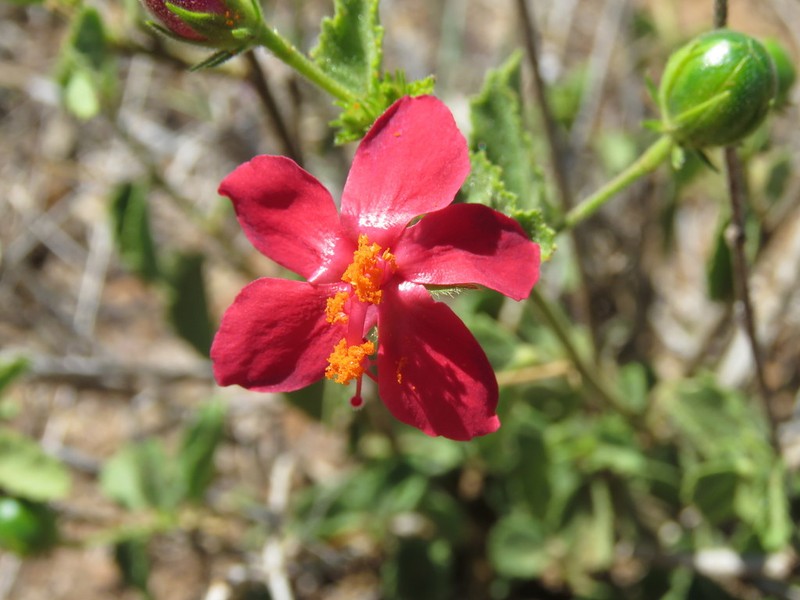 Hibiscus aponeurus photo 3