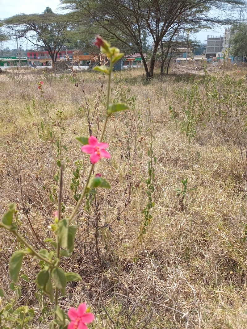 Hibiscus aponeurus photo 4