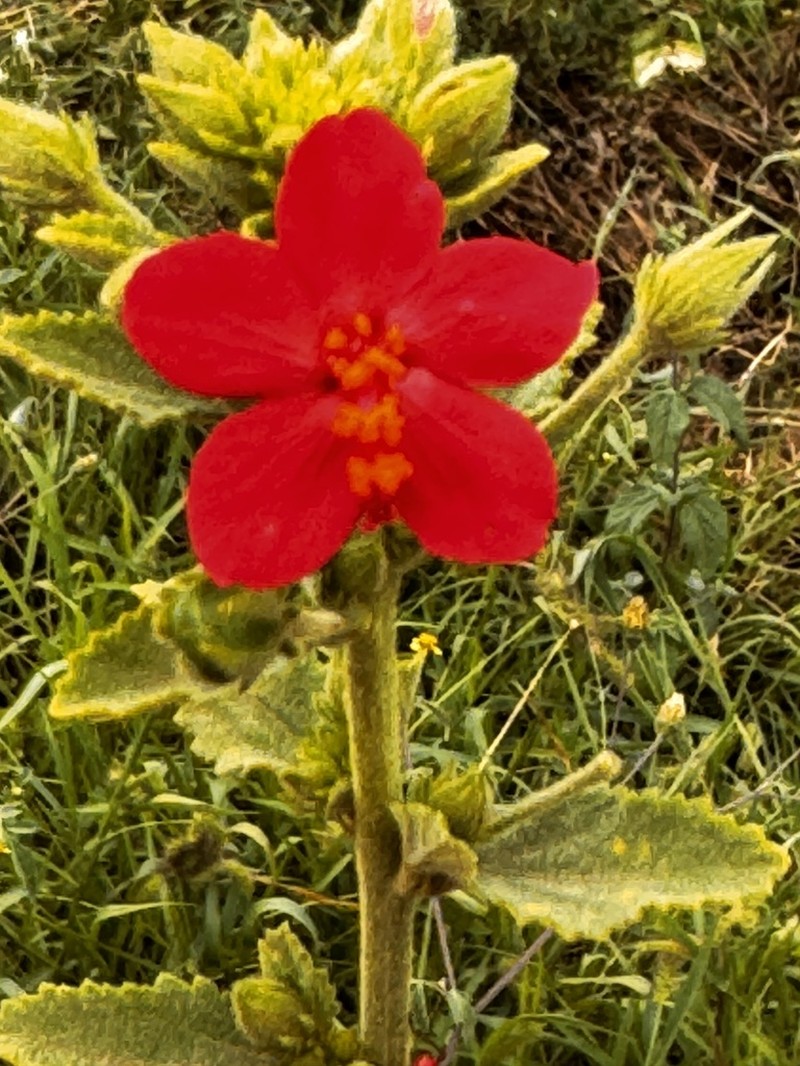 Hibiscus aponeurus photo 5