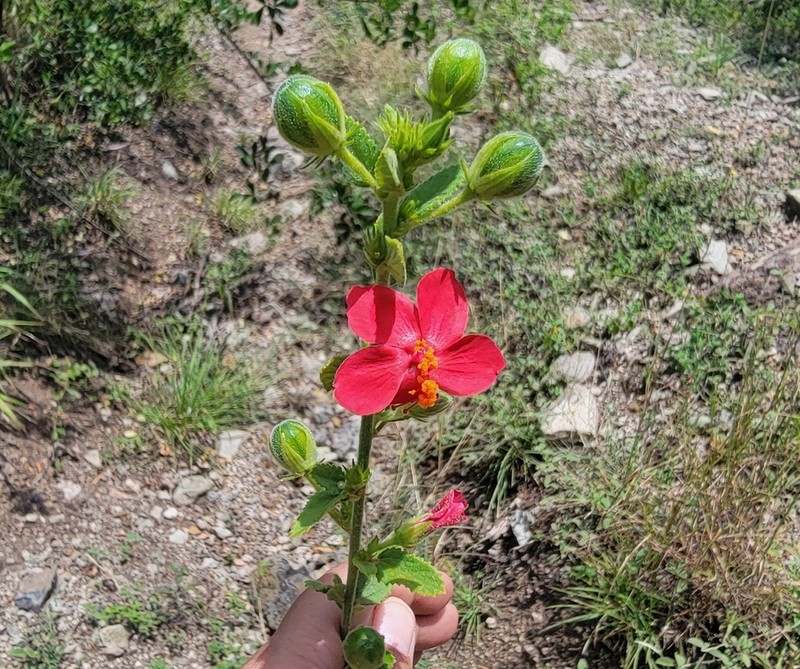 Hibiscus aponeurus photo 6