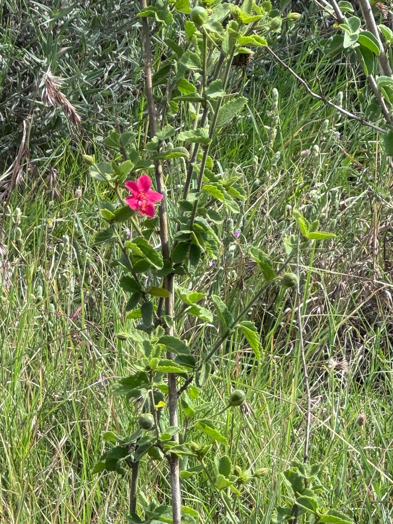 Hibiscus aponeurus photo 7