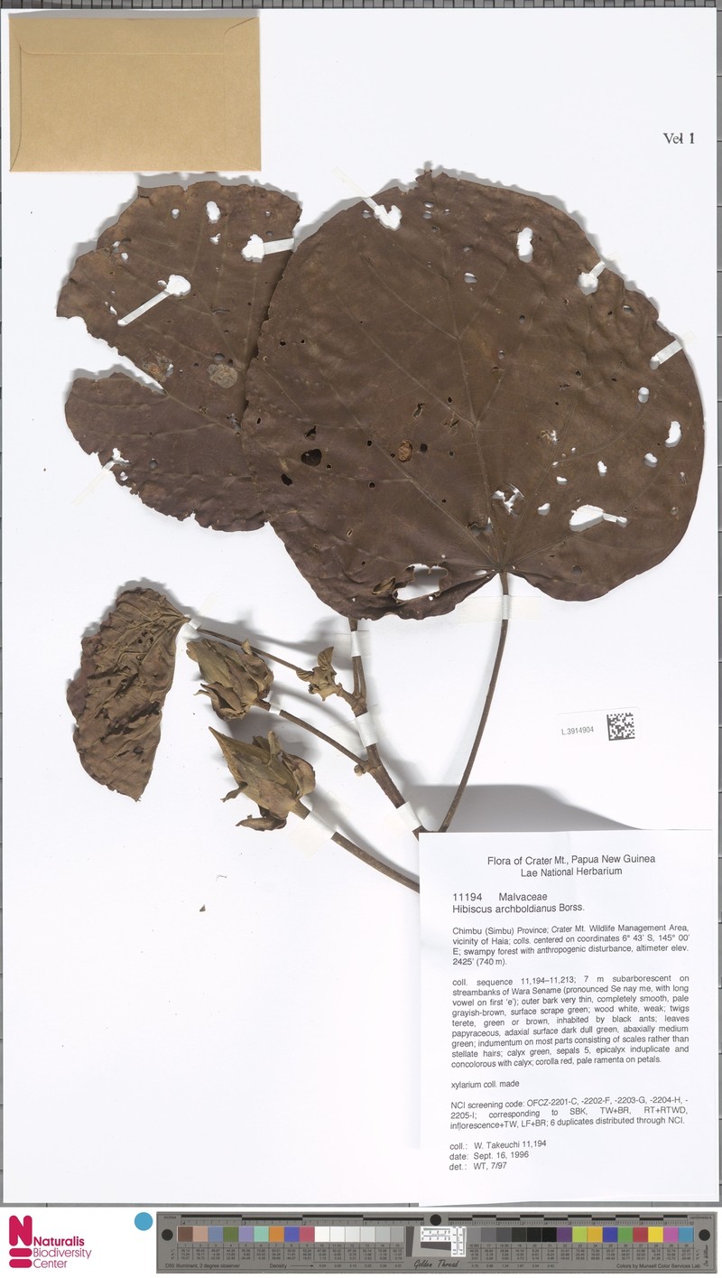 Hibiscus archboldianus