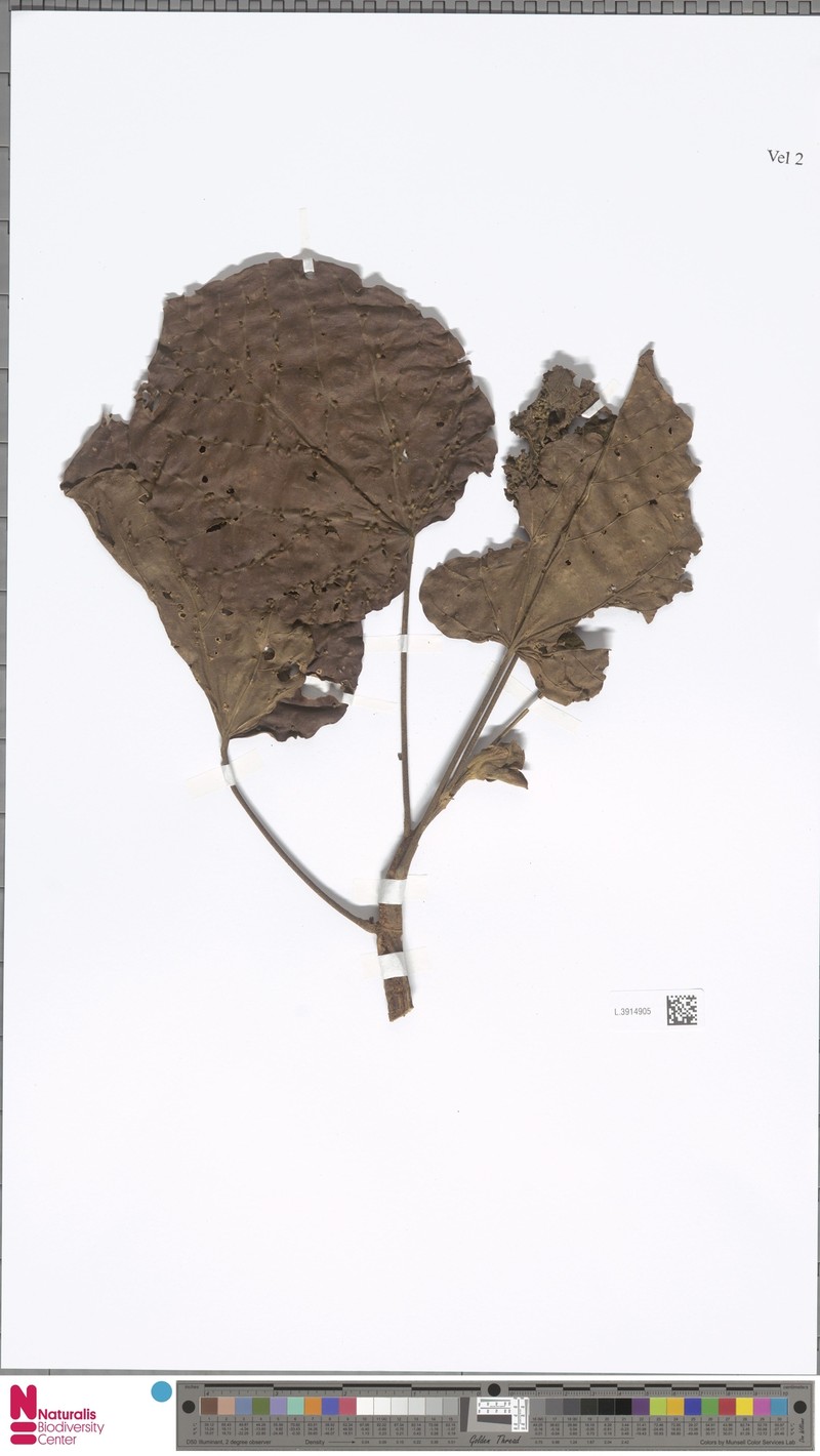 Hibiscus archboldianus photo 2