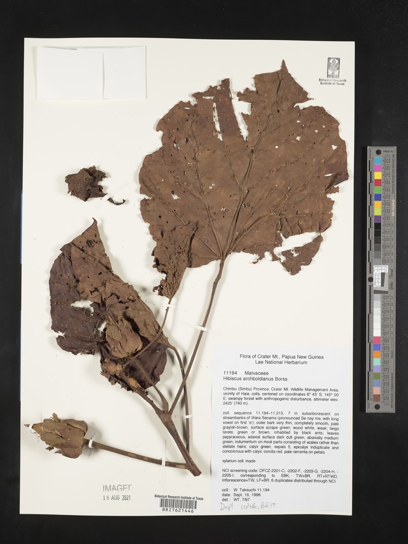 Hibiscus archboldianus photo 3