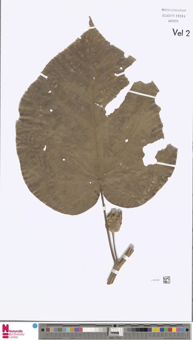 Hibiscus archboldianus photo 5
