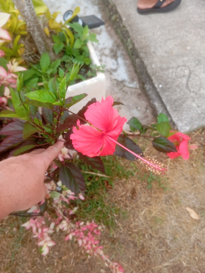 Hibiscus archeri photo 4