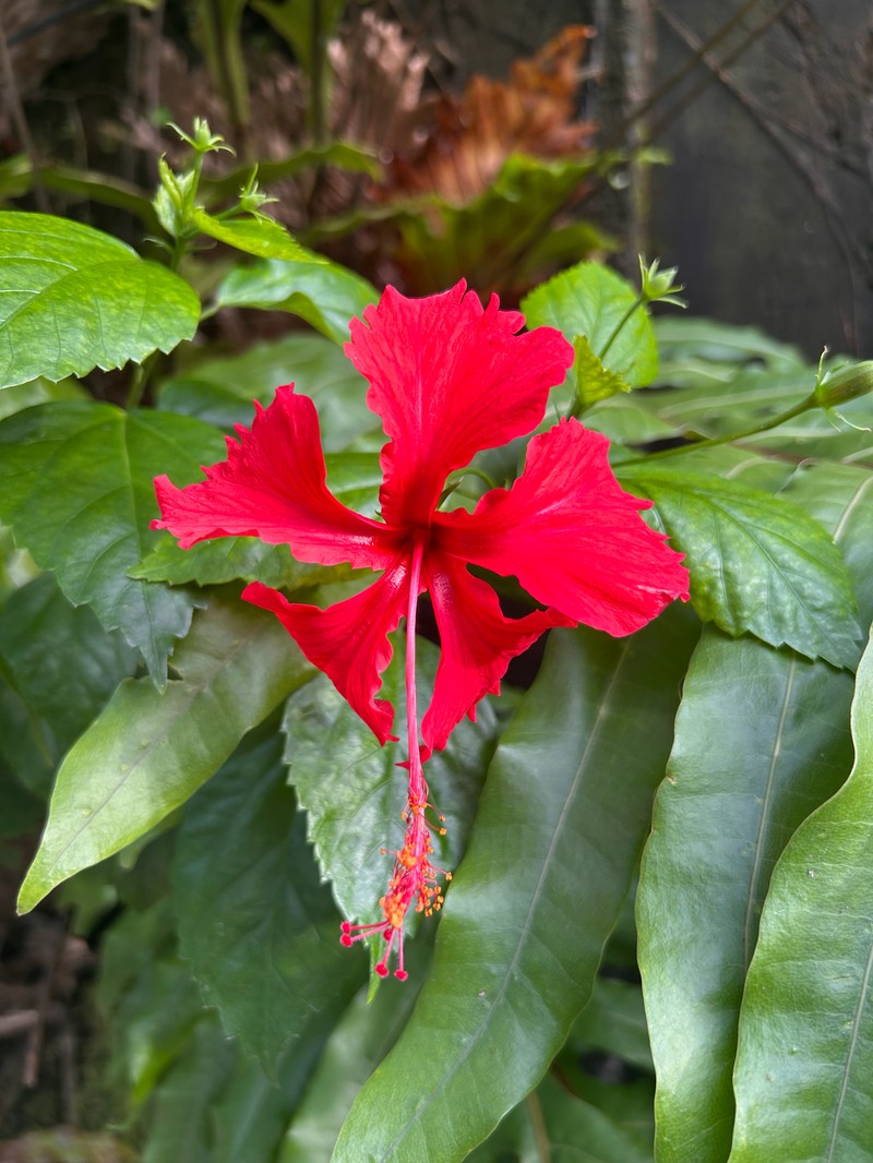 Hibiscus archeri photo 5