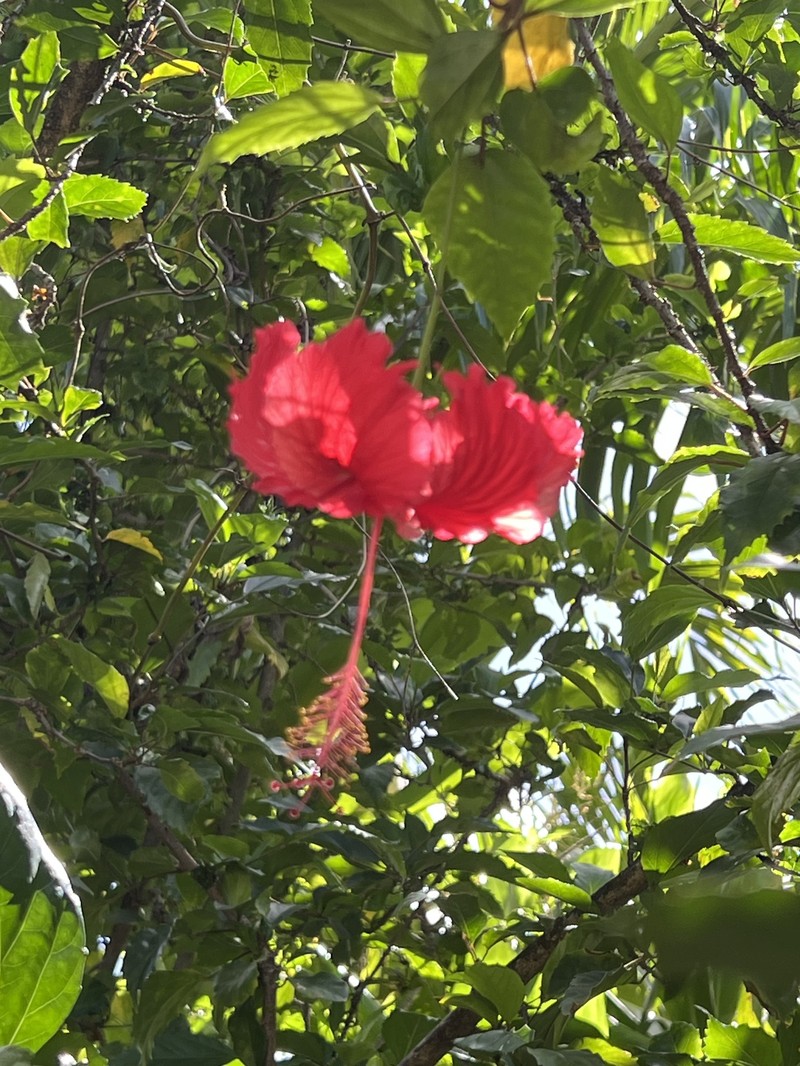 Hibiscus archeri photo 6