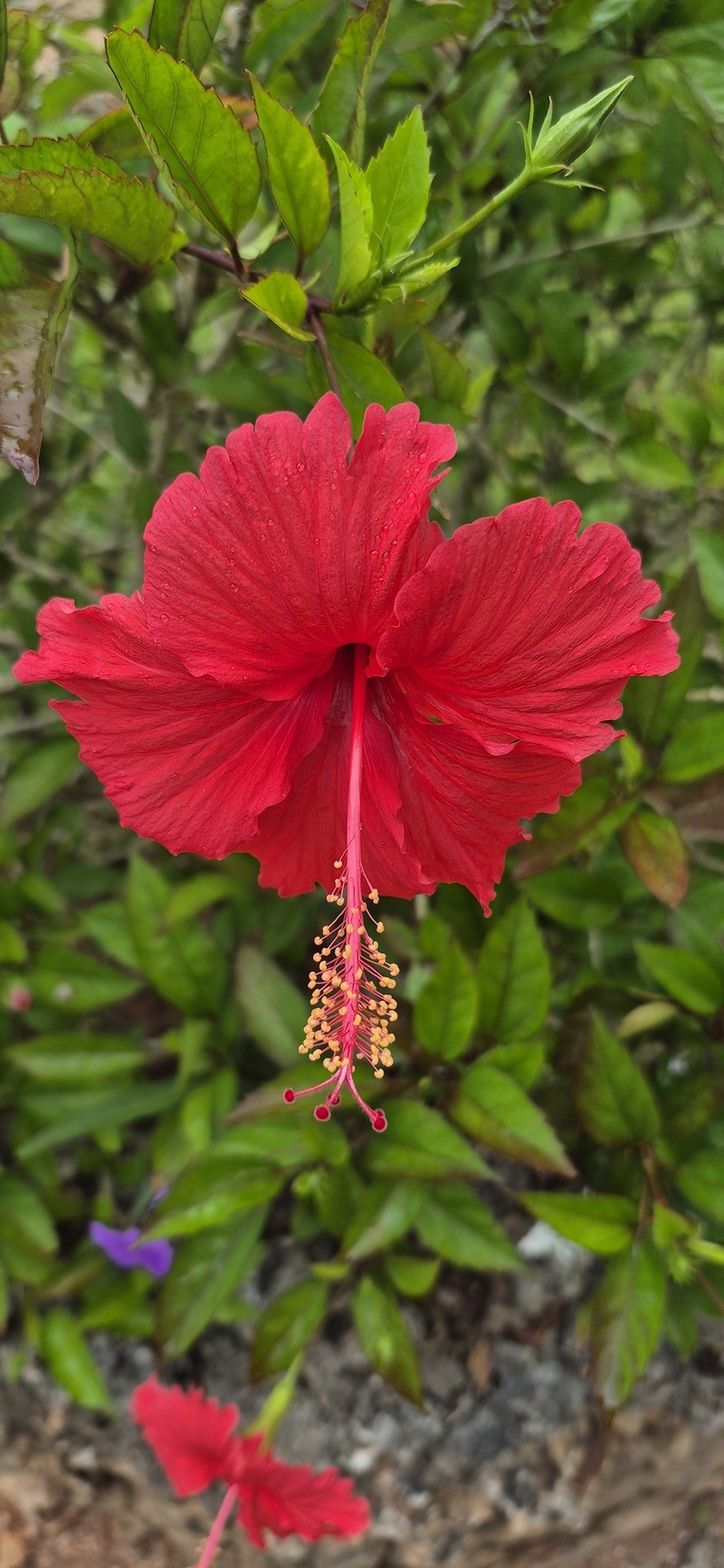 Hibiscus archeri photo 7