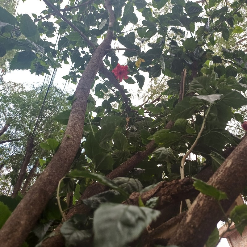 Hibiscus archeri photo 8
