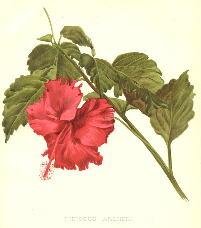 Hibiscus archeri photo 2