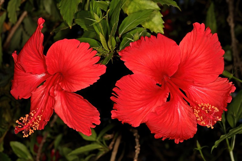 Hibiscus archeri