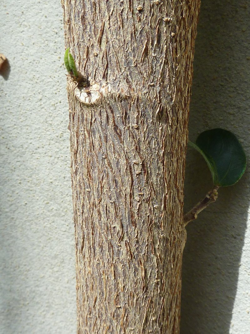 Hibiscus archeri photo 3