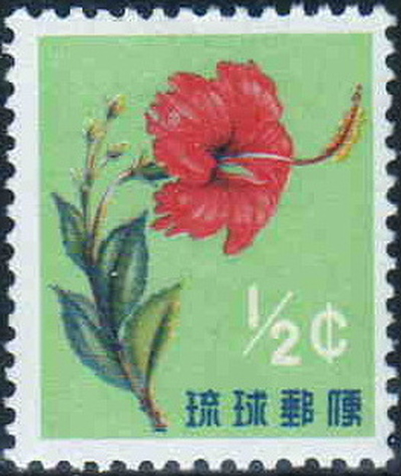 Hibiscus archeri photo 2