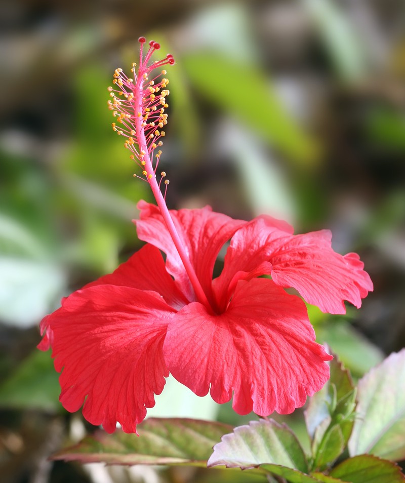 Hibiscus archeri photo 3